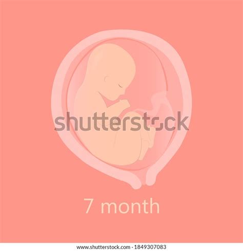 17 7 Month Fetus Stock Vectors and Vector Art | Shutterstock