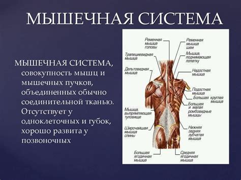 Мышечная система - online presentation