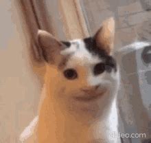 Cat Smile GIFs | Tenor