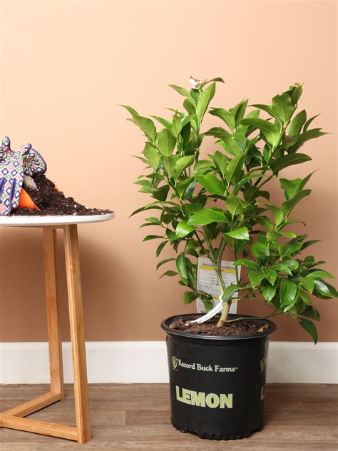 Large Meyer Lemon Bush - Halopafeplants