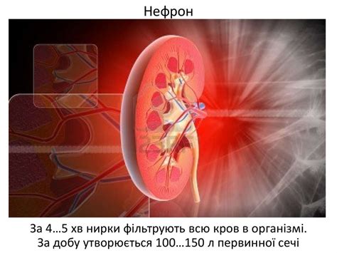 Сечоутворення і сечовиведення - презентация онлайн