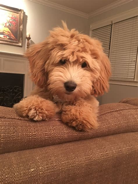 25 teddy bear dog breeds shichon morkie cockapoo – Artofit