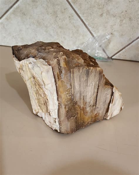 how to identify petrified wood 3