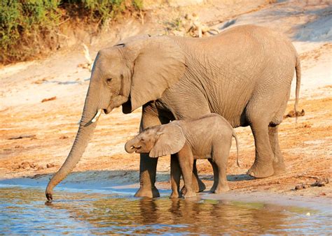 elephant reproduction cycle