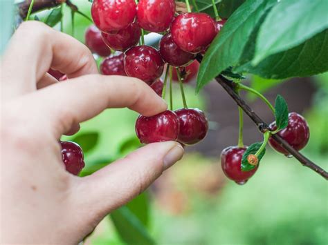 Cherry Picking Data