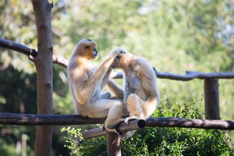 122 Gibbon Couple Stock Photos - Free & Royalty-Free Stock Photos from ...