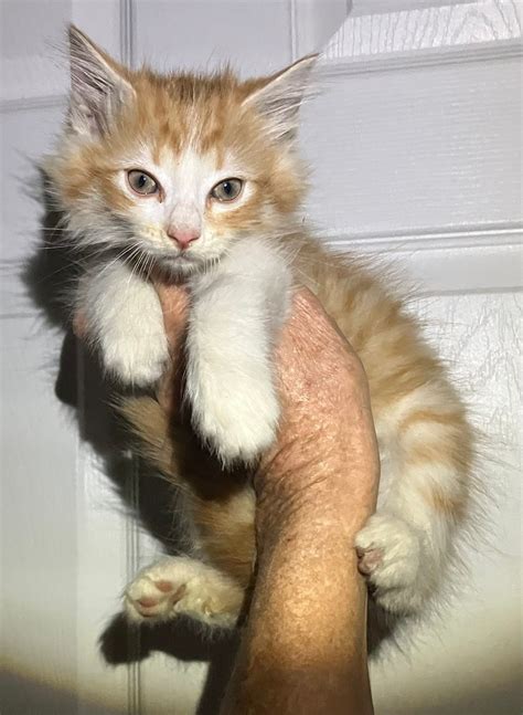 Meridian Feral and Homeless Kitties in Meridian Mississippi added a new