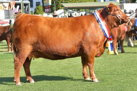 gk  photo red angus
