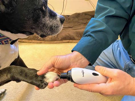 how to cut the dog nails 4