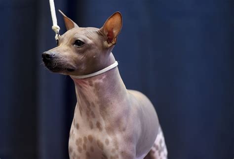 At Westminster dog show, new breeds get exposure, new fans – Willie's Blog