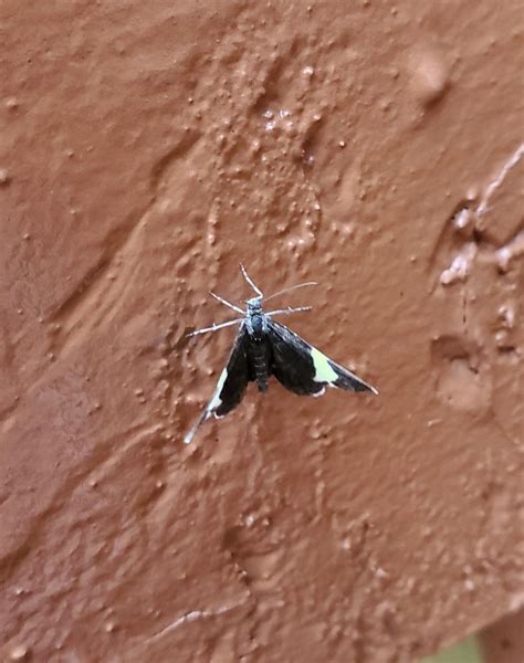 A tiny butterfly or moth specie new to me. Less than an inch across