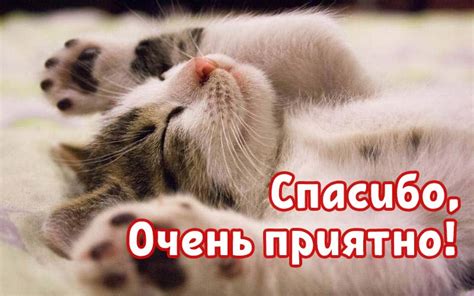Картинки Спасибо - 53 красивых открыток бесплатно