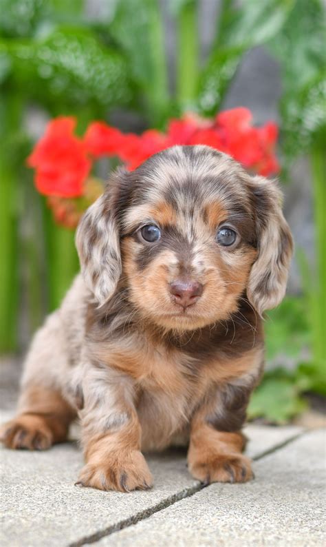 Dachshund Puppies For Sale In Ohio