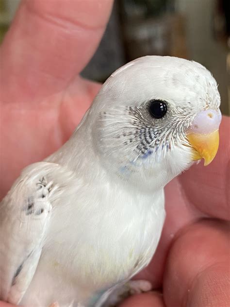 My baby budgie, Puffin 💙 : r/aww