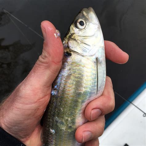 Double Shad, Hickory Shad, White Shad, Herring, Stripers - Eastern NC