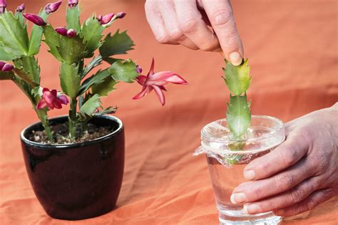 A kaktusz bosszúja: így tanulja meg az ember, miért nem szabad sötétben