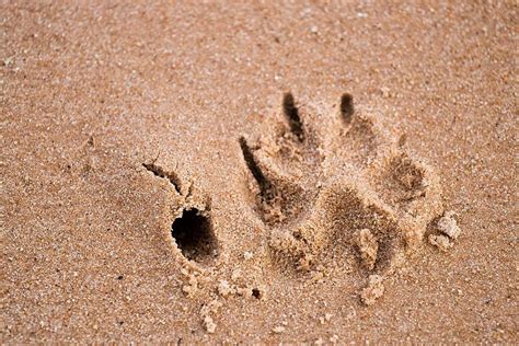 Dog Paw Print In Sand Dog Wild Tracks Photo Background And Picture For ...