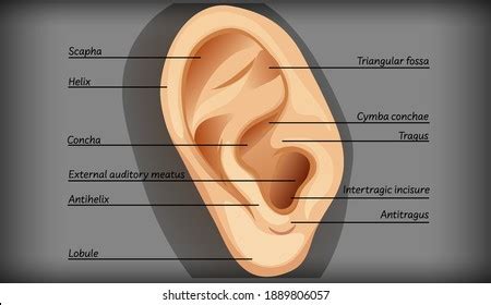 14 Triangular fossa Images, Stock Photos & Vectors | Shutterstock