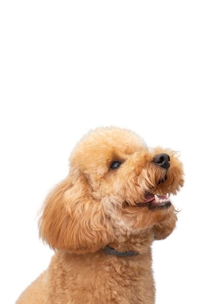 how to get a psd dog