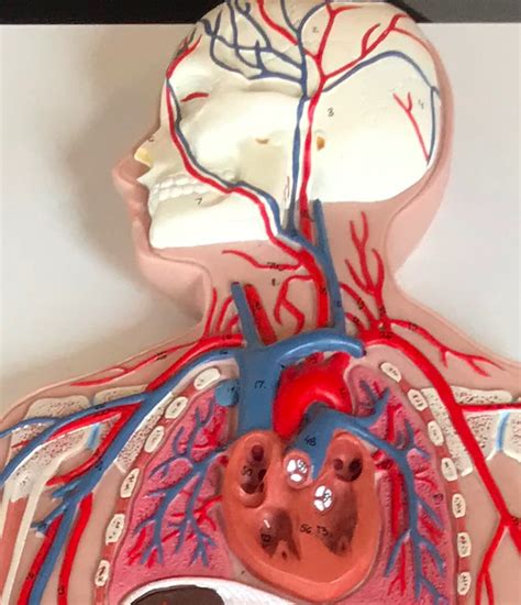 headtorso diagram quizlet