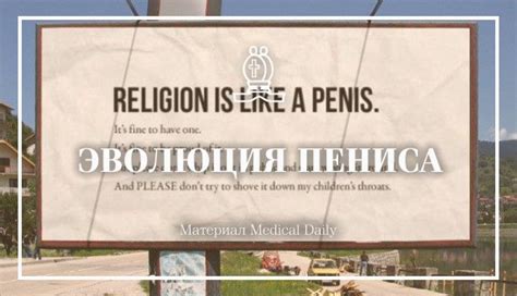 Эволюция пениса
