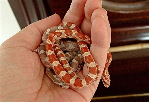 Colorful Pet Snakes