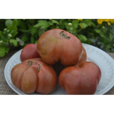 Купить семена томата Гном Борония (Dwarf Boronia)-частный питомник Наш сад