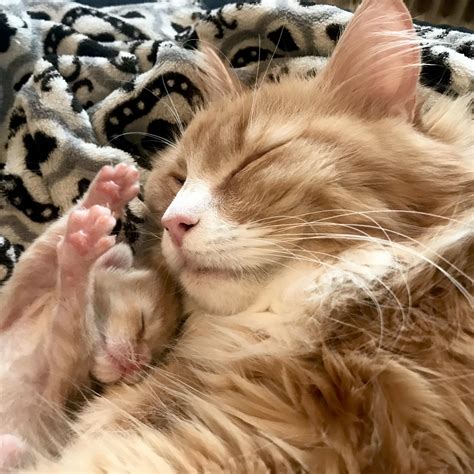 Big Red teaches Little Red: You don't need brains when you've got beans ...