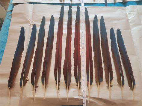 12 Greenwing Macaw Tail Feathers - Etsy