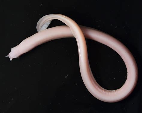 How hagfish slime evolved | eLife Science Digests | eLife