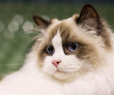 Essential Ragdoll Cat Care, Traits, and Breed Guide