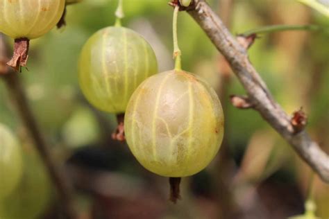Stachelbeere "Snezhana" - aus Russland, grün, spätreifend, große Früchte