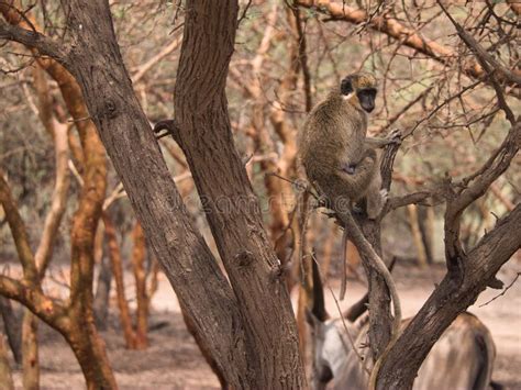 Common patas monkey family stock photo. Image of portrait - 255001600