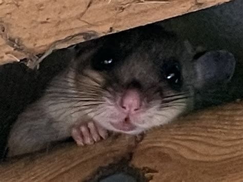 Facts About The Glis Glis Triangle - Glis Glis