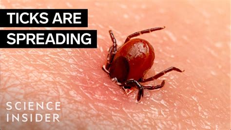 Why Ticks Are So Hard To Kill - YouTube
