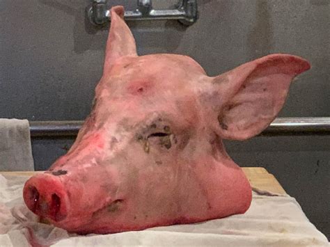 Pig Ears Benefits at Joan Byrd blog