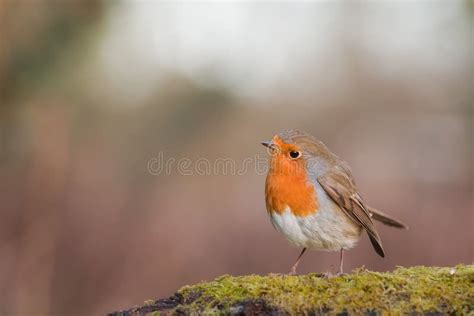 Singing Robin bird stock photo. Image of robin, nature - 18225940