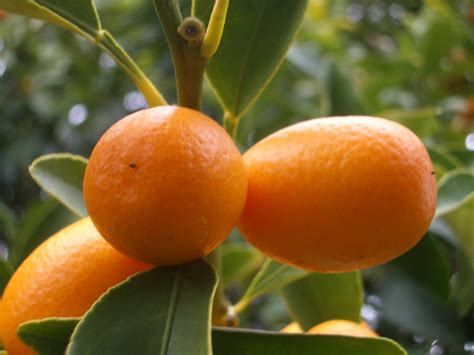 Цитрус Кумкват Kumquat - купить екзоты, комнатные декоративные с ...