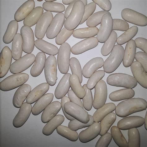 Blue Lake Bush Heirloom Green Bean Seed, Time tested favorite. – Papaws