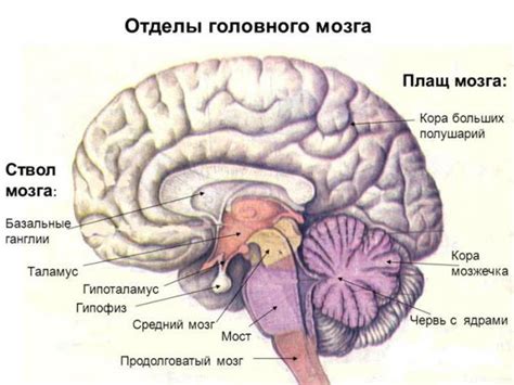 Средний мозг: функции, строение и рефлексы
