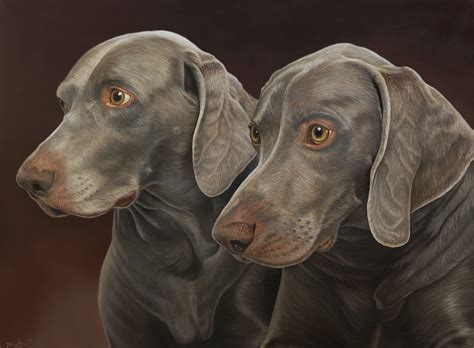 Download Animal Weimaraner HD Wallpaper