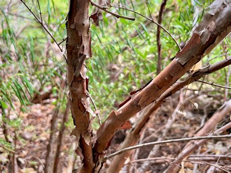 Plant Profile: St. John's Wort - Discover + Share