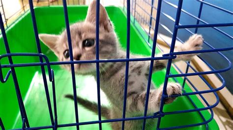 Почему КОТЕНОК МАКС в КЛЕТКЕ? Что делать - Путешествие и животные ...