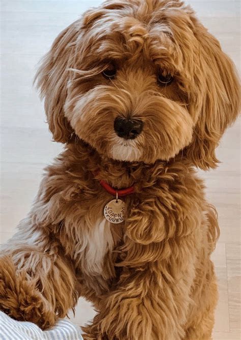 Мальтипу - всё что нужно знать об этой породе - Maltipoo World