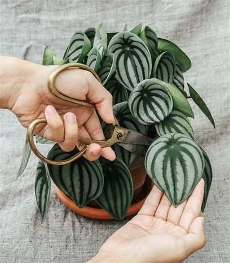 Pin by Марина Гусева on Листья | House plants indoor, Apartment plants ...