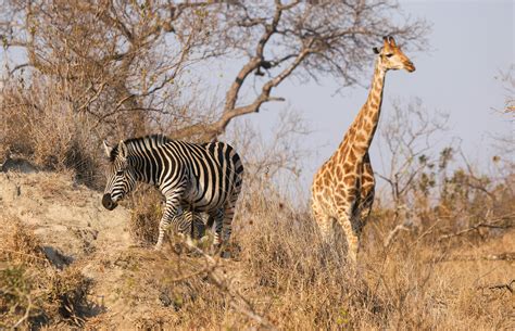 zebra mates with donkey 9