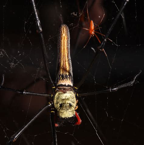 Smithsonian Insider – Female spiders produce mating plugs to prevent