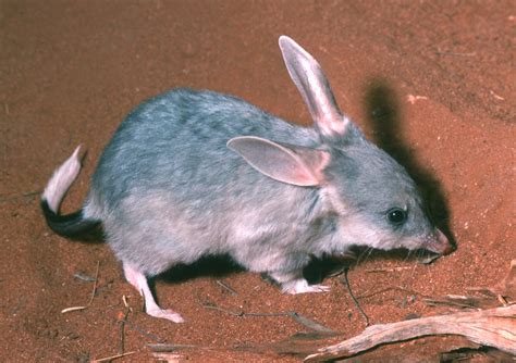 Bilby - KerenRichie