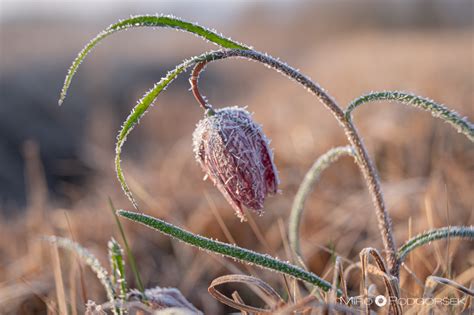 Močvirski tulipan ali močvirska logarica (Fritillaria maelleagris ...