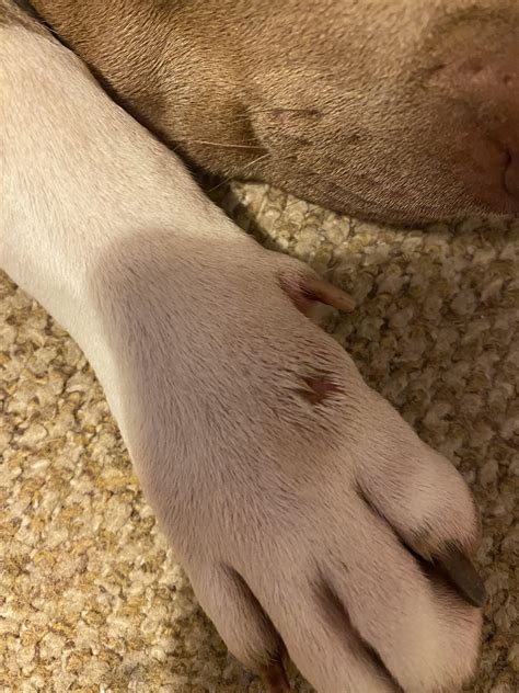 Why Does My Dog Have A Red Bump On His Paw